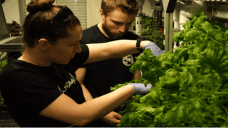 علماء روس ينجحون في زراعة 200 نوع من الخضر في القطب الجنوبي