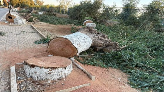 إعدام أشجار جنان بنحليمة بين قفا نبك وبين رؤية التغيير وتجديد البنية التحتية !!!