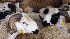 وزارة الفلاحة تصرف الدعم المالي المباشر لمربي الماشية