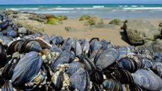 أكادير..الإبقاء على قرار حظر جمع وتسويق المنتجات الصدفية