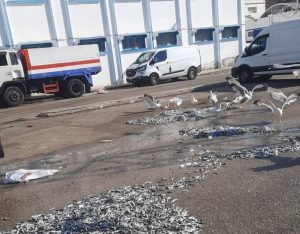استياء بميناء الحسيمة بعد التخلص من كميات كبيرة من السردين الصغير وسط مطالب بحماية الثروة السمكية 12 IMG 20260601 WA0001