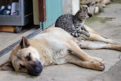 cat and dog